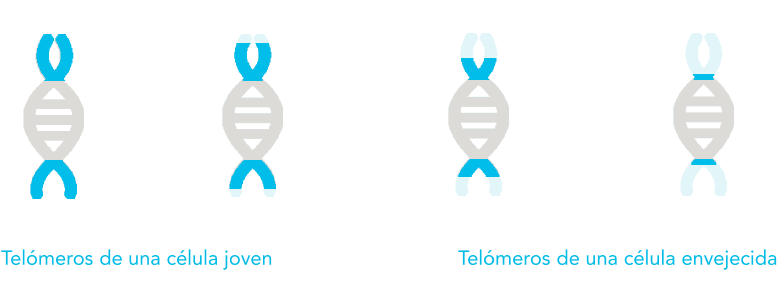 celula-telomeros